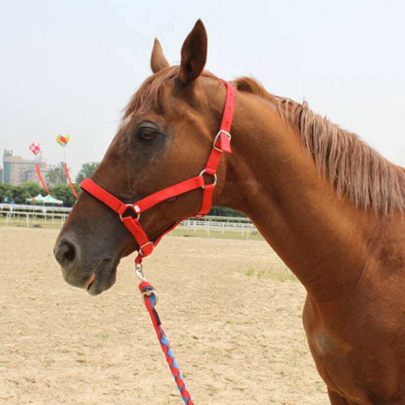 Horse Bridle Horse Headgear Can Be Customized Equestrian Equipment And Other Equestrian Supplies